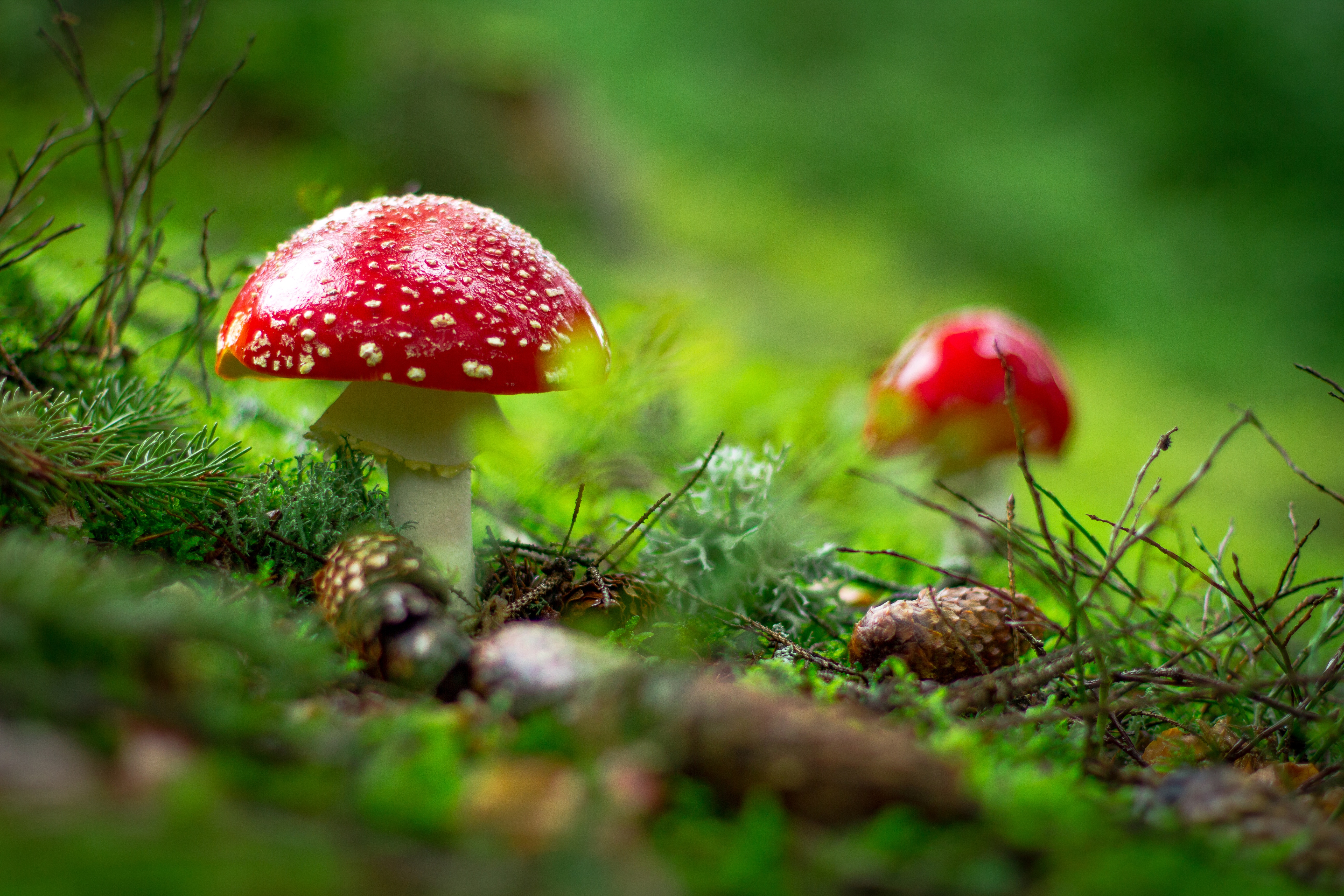 Red mushrooms in a green field.