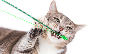 Cat playing with a green cat toy.
