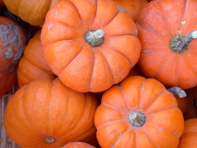 Close up of small pumpkins.