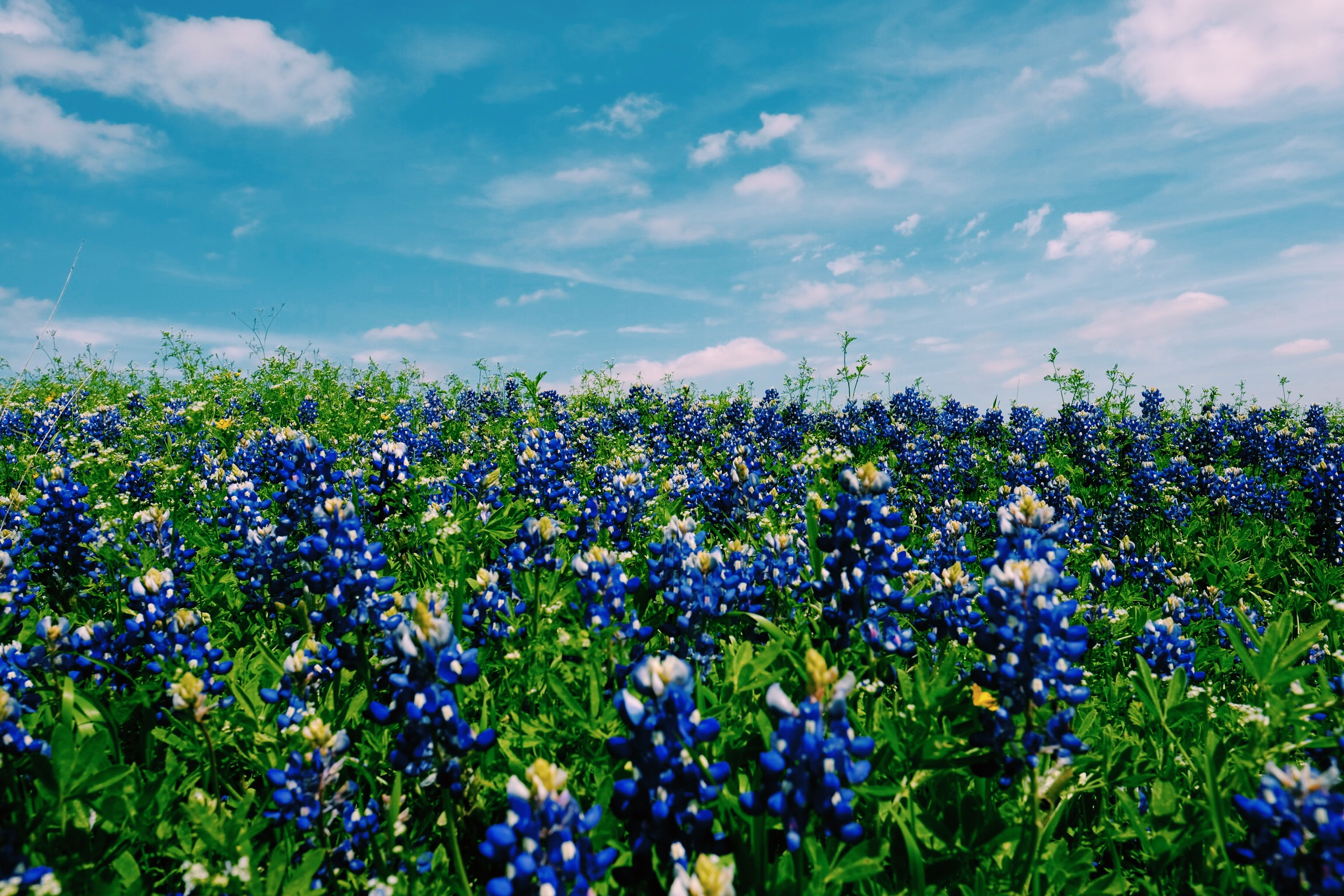 Field of bluebonnets with a blue sky and clouds.