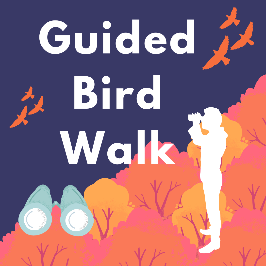 A graphic depiciting trees, birds in flight, binoculars, and an outline of a bird watcher with text "Guided Bird Walk"