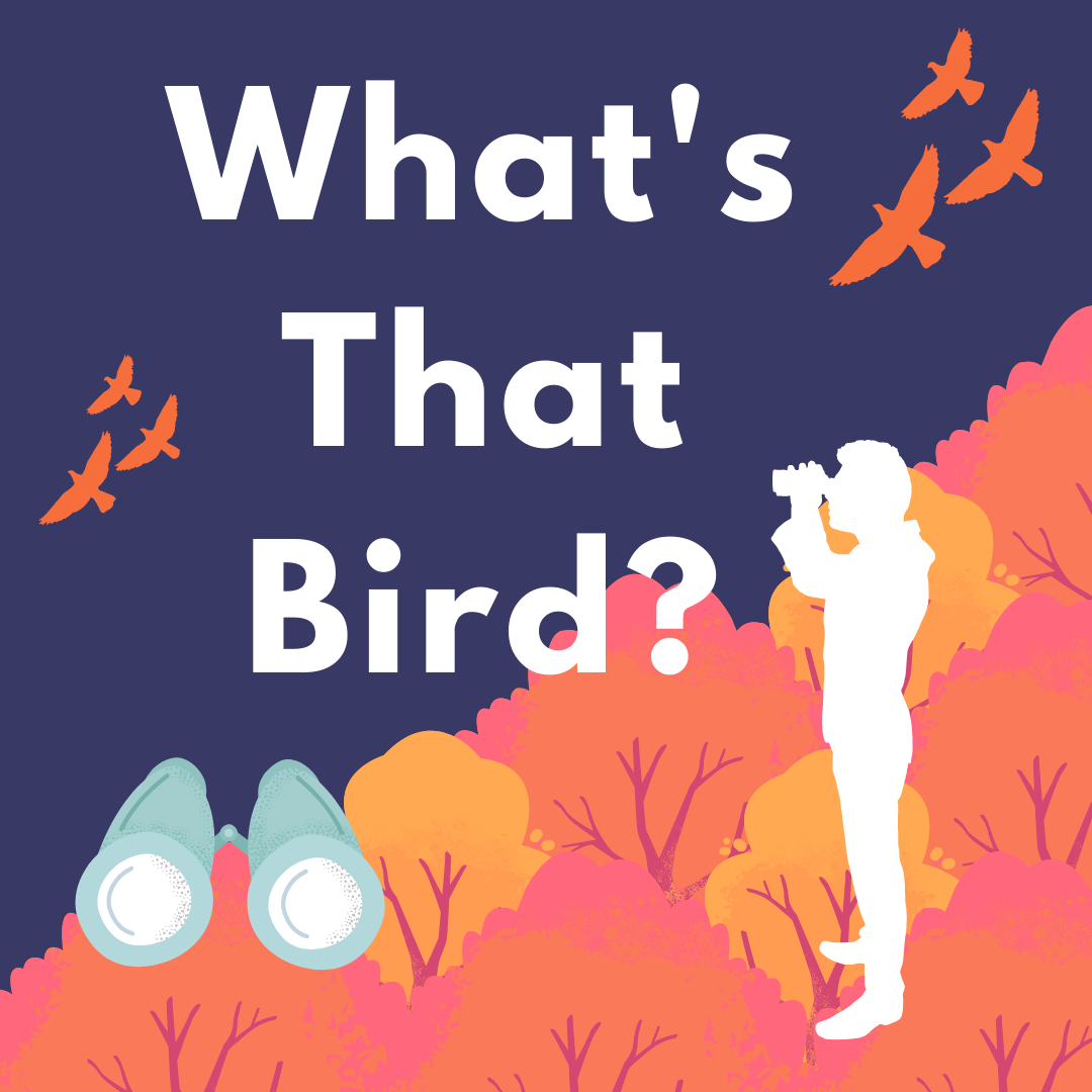 A graphic depiciting trees, birds in flight, binoculars, and an outline of a bird watcher with text "What's That Bird?"