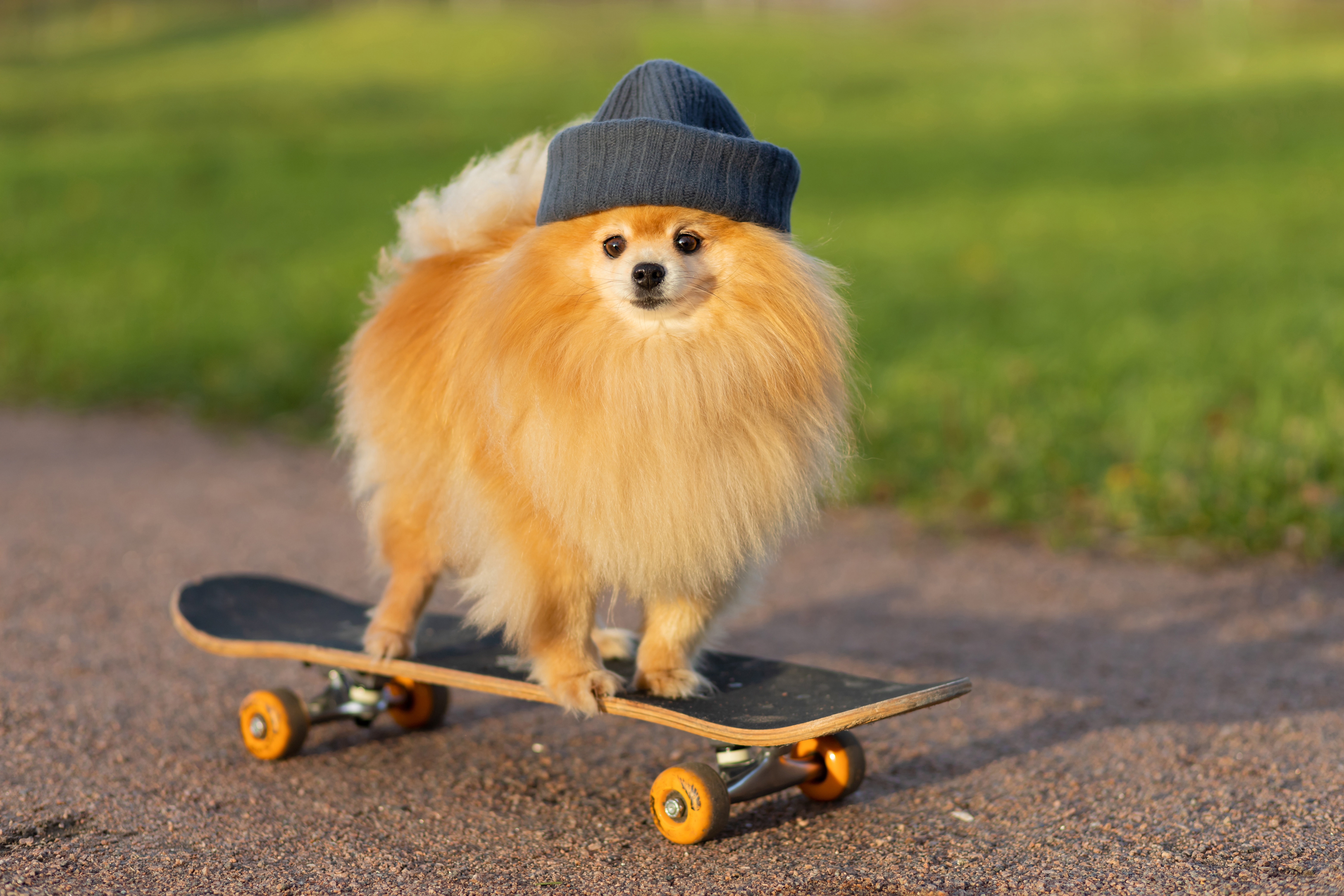 Pomeranian wearing a hat on a skateboard