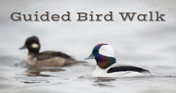A photograph of a male and female bufflehead with the text "Guided Bird Walk" above.
