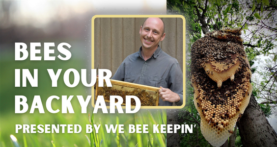 An image with the text "Bees in Your Backyard presented by We Bee Keepin" on the left.  A picture of the presenter is in the center.  A picture of a wild honeybee hive in a tree is on the right.