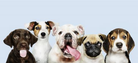 Five puppies sitting in a row in front of blue background.