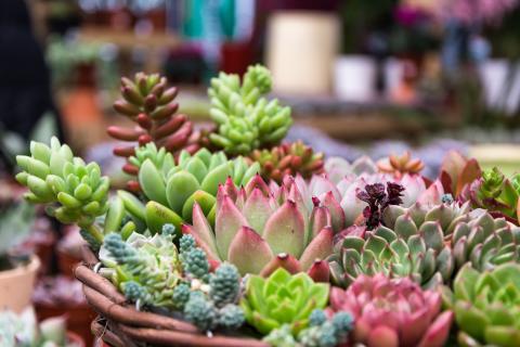 a group of cactus and succulents