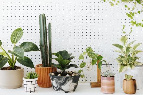 Potted house plants on a white table