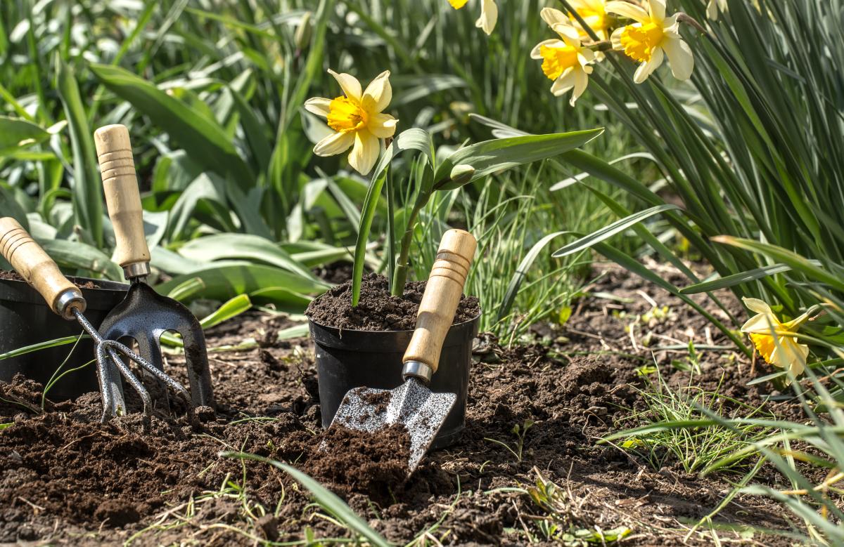 Yellow daffodils in a garden with a shovel in the dirt. 