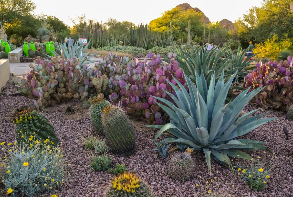 Succulents plants next to agave and cacti