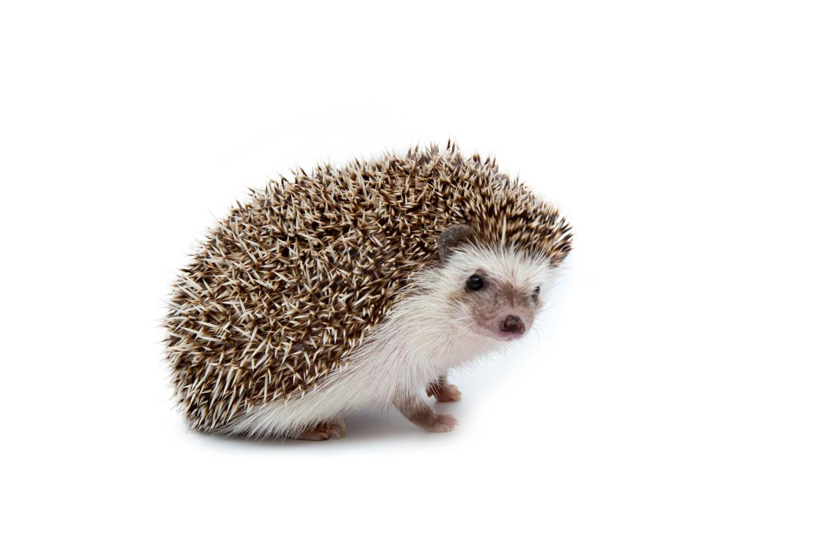 Hedgehog.