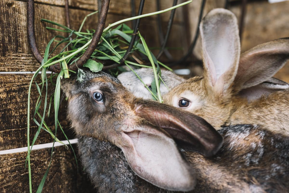 Close up of a rabbit eating grass